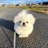 絶望孤独おじとペキニーズとChatGPT's profile picture