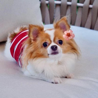 Sweetie_Tuu🌹's profile picture