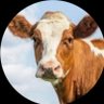 Just a Cow named Wednesday 的头像