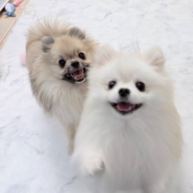 たぶん犬＊てちメト's profile picture