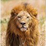 Aïe_Man's profile picture
