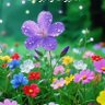 Фото профиля saıf law