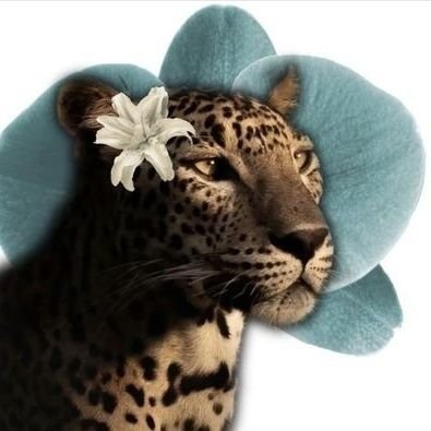 YapperChi's profile picture
