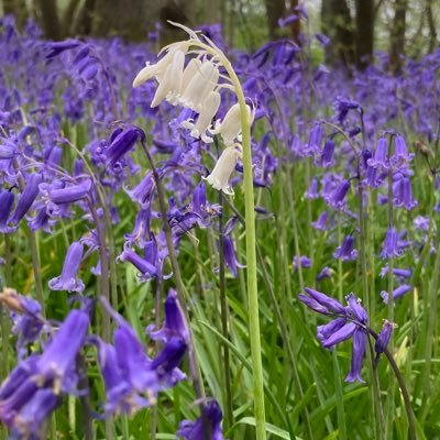 The English Oak Project's profile picture