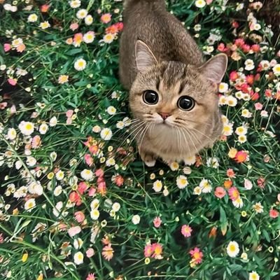 TontarnB's profile picture