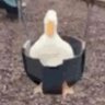 Profilbild von Blongus