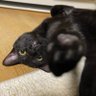 邪クロネコ(よこしまくろねこ) profil fotoğrafı