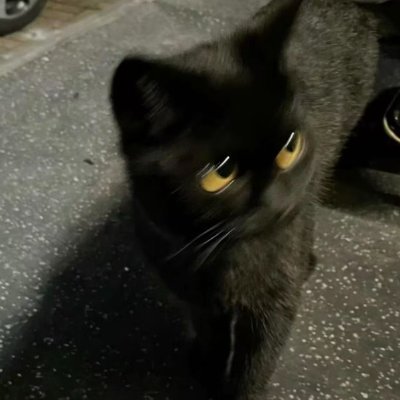 Vincent | 信号＞噪音's profile picture