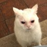 Perquestus's profile picture
