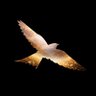 freedom's profile picture