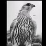حِنا بخير وديرة العز في خير 🇶🇦 profil fotoğrafı