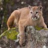 Your mom's a cougar's profile picture