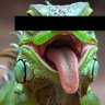 Blind Iguana's profile picture