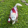 Фото профиля The White Husky