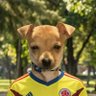 Lindo Caycedo (El Malo) 🎯 profil fotoğrafı