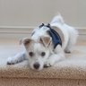 Zoey 🇺🇸 profil fotoğrafı