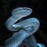 ViperOp17 profil fotoğrafı