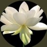 🇺🇸☮️ profil fotoğrafı