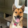 Фото профиля DogMom