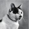 StopCatAbuseInChina's profile picture