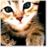 Profilbild von Comedy Neko