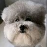 Jainx's profile picture