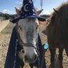 #1 Horse Fan's profile picture
