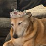 Profilbild von Dogs Against Maga