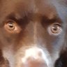 Holy Dawg's profile picture