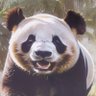 Profilbild von Yetifatmawati