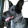 Marmaduke26755's profile picture