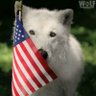 Cat 🐺❤️🇺🇸 profil fotoğrafı
