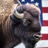 RoamingBison 的头像