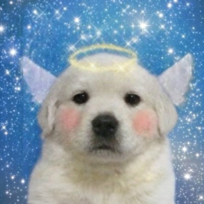 개낳는女子's profile picture