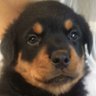 El cachorro del amor's profile picture