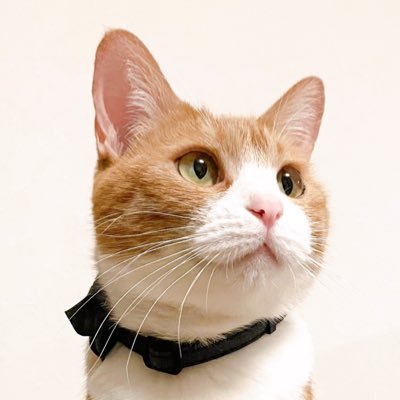 きなこ's profile picture