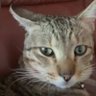 Profilbild von Sexypomogrenate