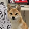 后广鹏's profile picture
