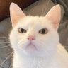 Profilbild von MiezKatz