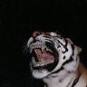 DannyTheGreat's profile picture
