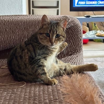 TotoroveKankileri's profile picture