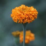 ગલગોટો 💞's profile picture