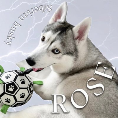 シベリアンハスキー🦋ロゼ's profile picture