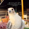 برق ورعد's profile picture