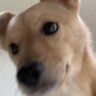 Profilbild von 허브티