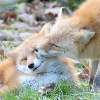 animal0_zoo's profile picture