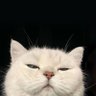 Patricia Difort's profile picture