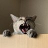 Profilbild von ☆銀猫天使☆