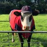 Sox Enthusiast profil fotoğrafı