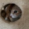 ピンクパンサーver2.0 profil fotoğrafı